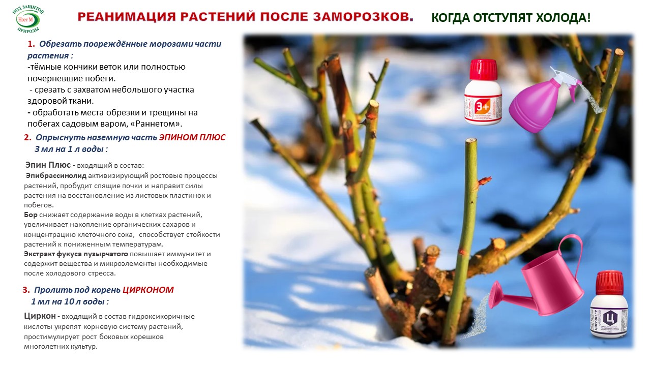 Восстанавливаем здоровье наших растений после заморозков!