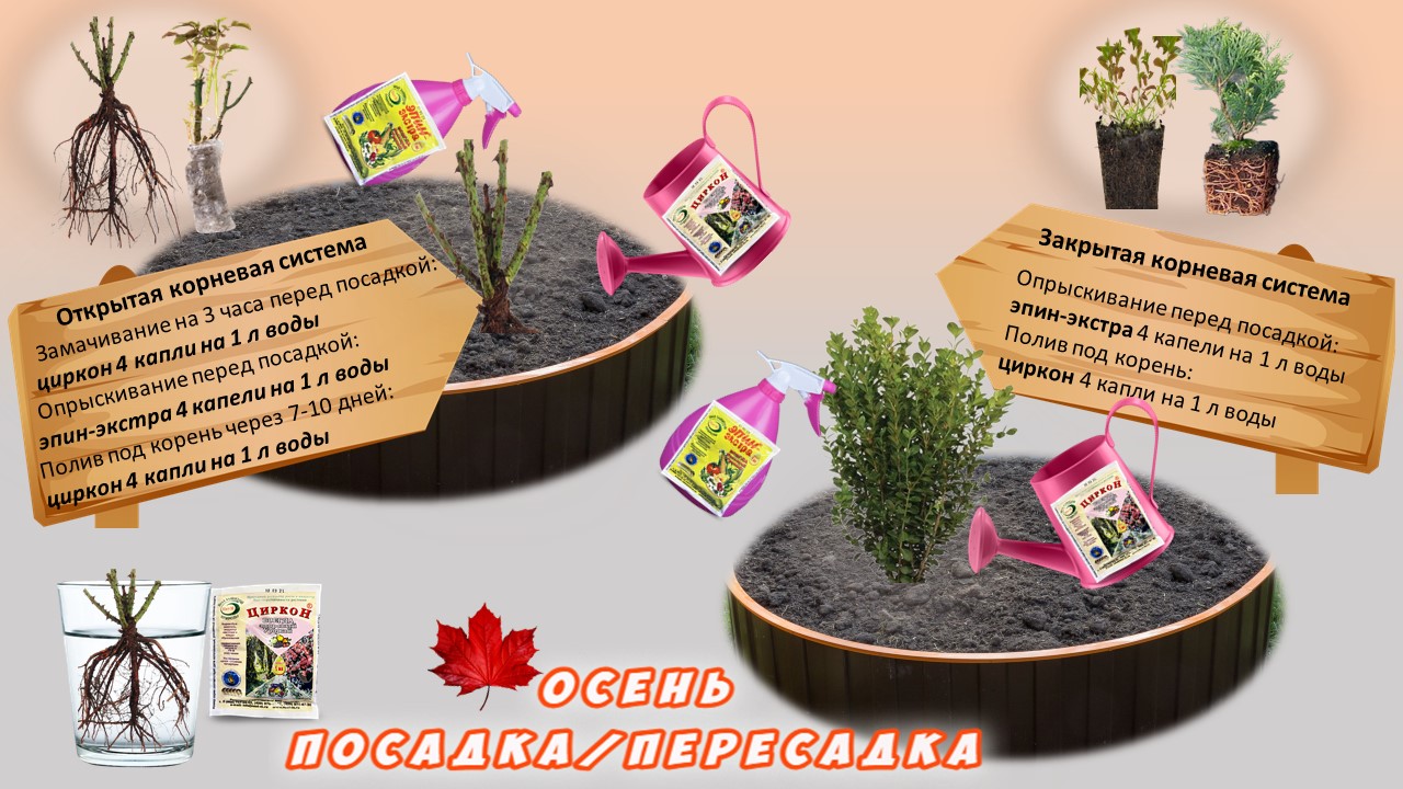 Как пересадить растения осенью без стресса