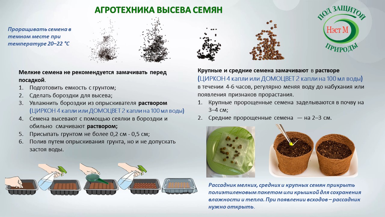 Как правильно замачивать семена? Ключ к богатому урожаю здесь!