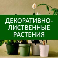 Для декоративно-лиственных комнатных растений