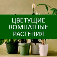 Для цветущих комнатных растений