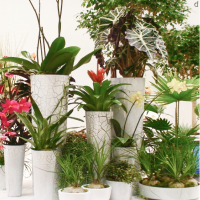 Препараты НЭСТ М для комнатных растений